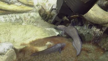 Media type: image;   Invertebrate Zoology 153118 Description: live specimen;